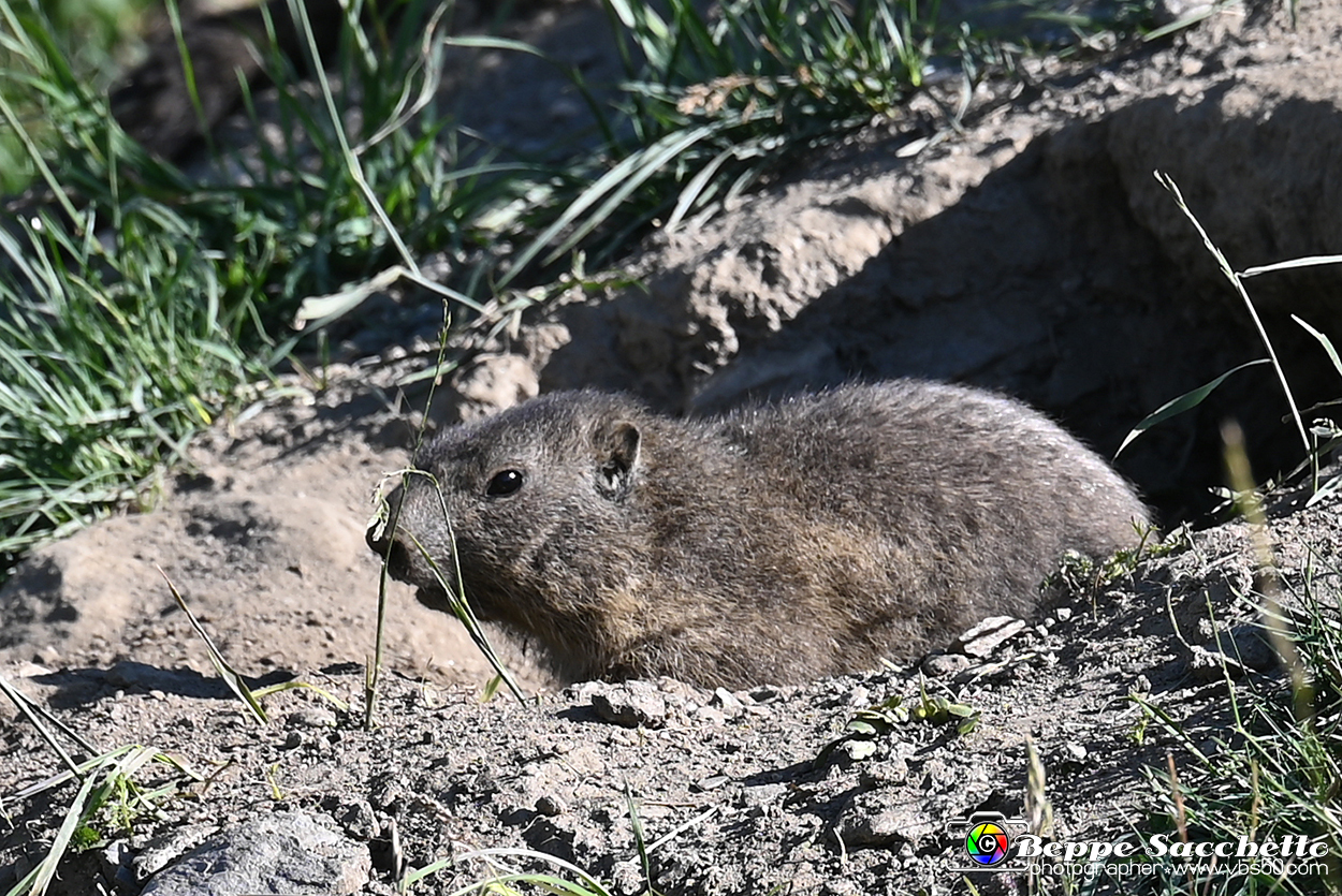 VBS_1 -  Plateau du Mont-Cenise, Grand Croix, Marmotte_-_0065 mt.jpg